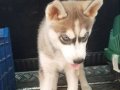 Çok Uygun Fiyata Husky Yavrulari Son 1 Tane 