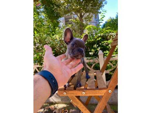 Sevimli Erkek French Bulldog Yavrumuz