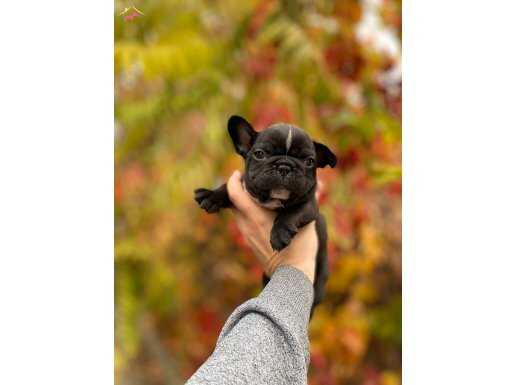 Güzeller Güzeli French Bulldog Yavrularımız