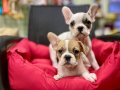 Çok Sevimli ve Oyuncu French Bulldog Yavrular 