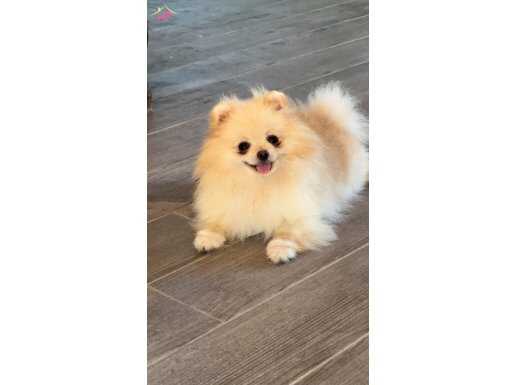 pomeranian Ayı Yüz Micro 