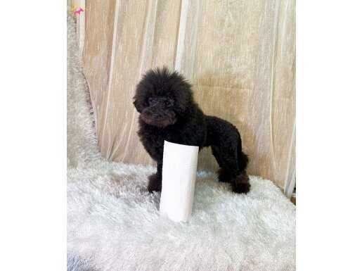 SADECE AİLEYE 6 AYLIK ERKEK TOY POODLE