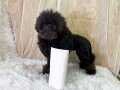 SADECE AİLEYE 6 AYLIK ERKEK TOY POODLE