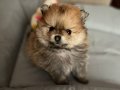 GERÇEK POMERANIAN BOO YAVRULAR