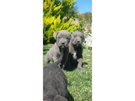 Safkan blue ve siyah cane corso minikler