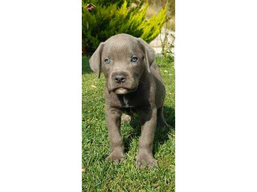 Safkan blue ve siyah erkek cane corso