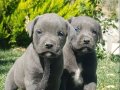 Safkan blue ve siyah cane corso minikler