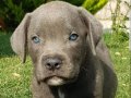 Safkan blue ve siyah erkek cane corso