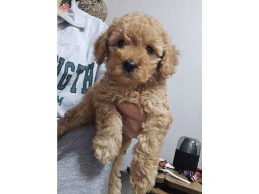 2 aylık dişi toy poodle ACİL