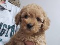 2 aylık dişi toy poodle ACİL