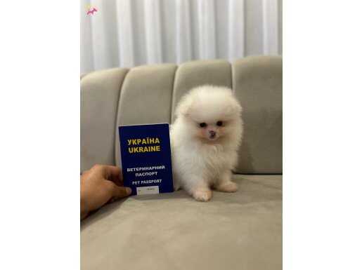 Sıfır boy Pomeranian Boo yavrularım