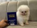 Sıfır boy Pomeranian Boo yavrularım