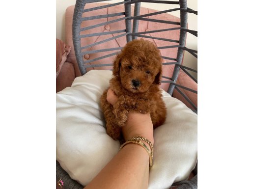 Toy Poodle dişi yavrularımız yeni yuvasına gitmeye hazır 