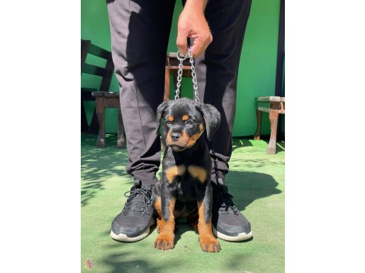 Şampiyon Yavruları Dişi Rottweiler