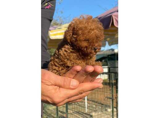 Teacap Mini Boy Toy Poodle