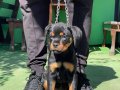 Şampiyon Yavruları Dişi Rottweiler