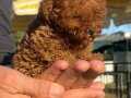 Teacap Mini Boy Toy Poodle