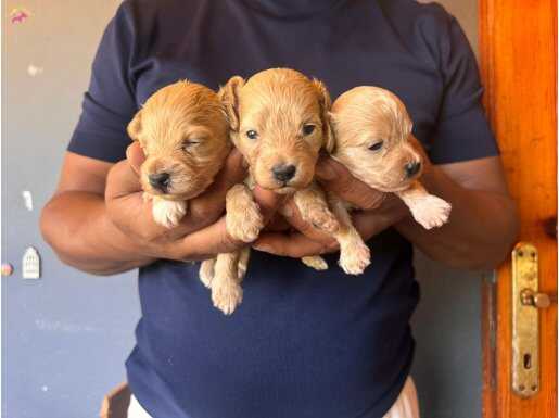 Tüy dökmez akıllı apartman köpeği secereli maltipoo yavrular