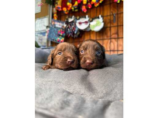 Dark Chocolate ve dark black labrador retriever yavrularımız