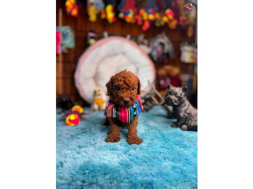 Mükemmel toy poodle secereli ve ped eğitimli 