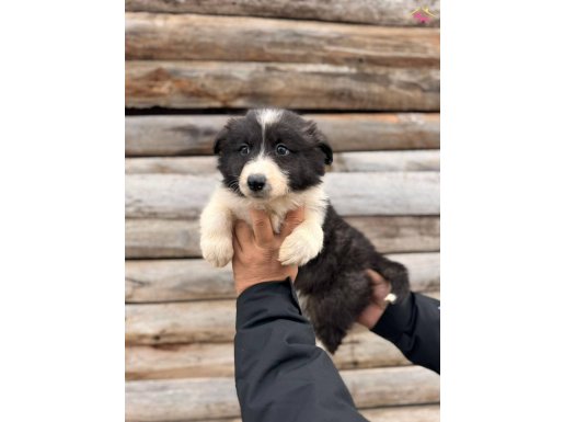 Dünyanın en Zeki ırkı Border Collie yavrularımız 