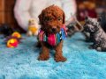 Mükemmel toy poodle secereli ve ped eğitimli 