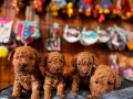 En iyi apartman köpeği scrli toy poodle 