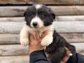 Dünyanın en Zeki ırkı Border Collie yavrularımız 