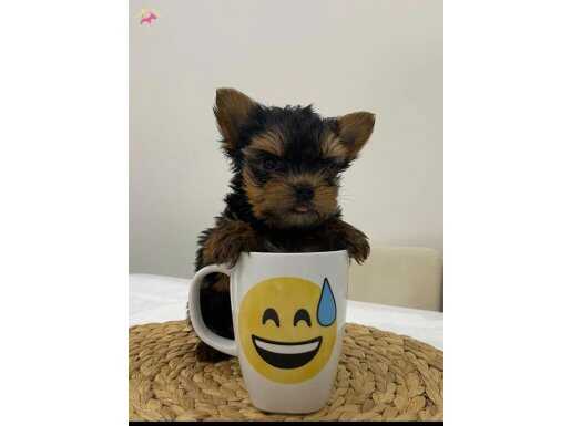 Mini Yorkie Bebişler