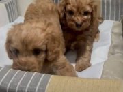 Poodle Yavrudan Farksız Efsane Maltipoo 