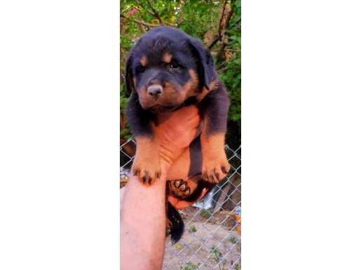 Teslime hazır safkan dişi rottweiler 