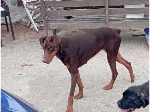 MUHTEŞEM Safkan KIZIL Doberman 1 yaş DİŞİ 