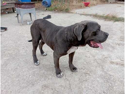 MUHTEŞEM Safkan CANECORSO Dişi 1 YAŞ