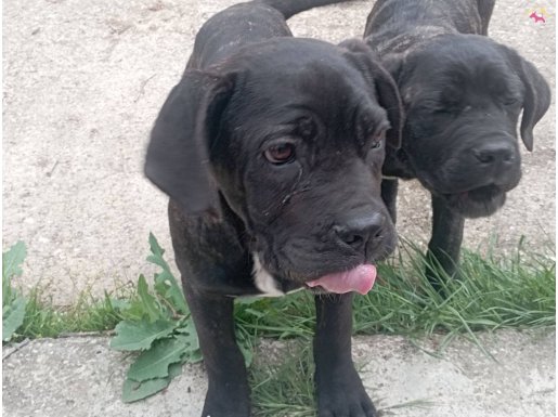 Muhteşem CANECORSO 6 aylık DİŞİ Yavrular