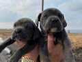 Blue Cane Corso Yavrular 