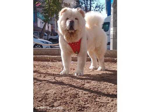 A Kalite Chow chow