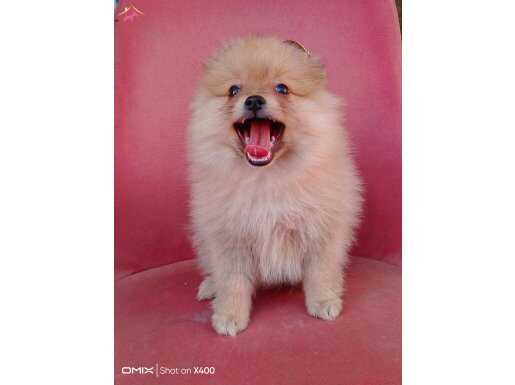 Pomerian boo 