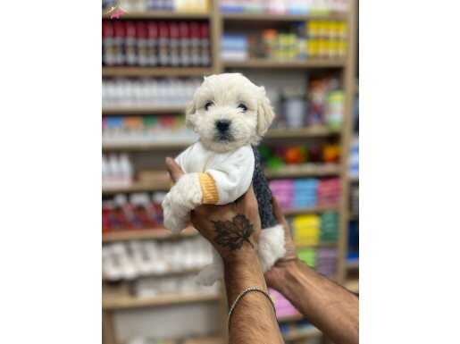 A kalite Maltese terrier 