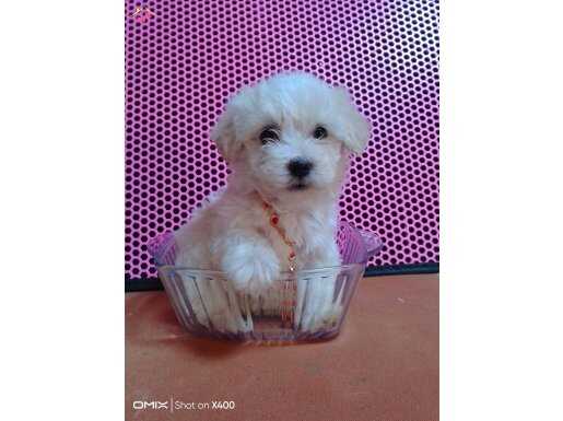 Maltese terrier bebek