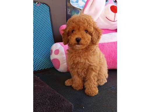 A kalite toy poodle 