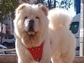 A Kalite Chow chow