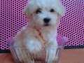 Maltese terrier bebek