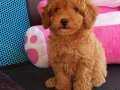 A kalite toy poodle 