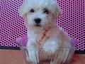 A kalite Maltese terrier 