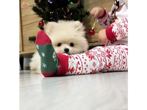 Pomeranian boo orijinal 0 burun tam aşılı 3 aylık 