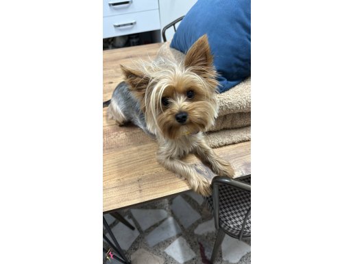 Eğitimli Yorkshire Terrier (Tuvalet eğitimi,havlama yok)