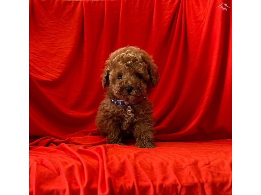 KIVIR KIVIR MİNİ BOY TOY POODLE BEBEKLER