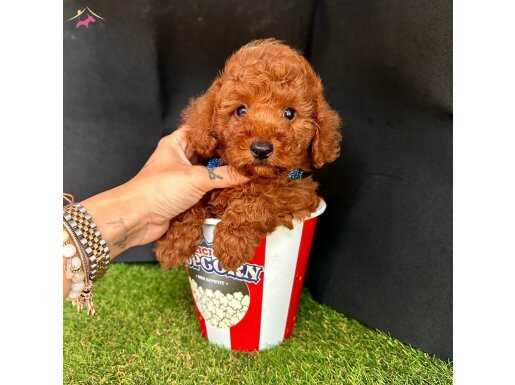 RED BROWN ORİJİNAL TOY POODLE BEBEKLER