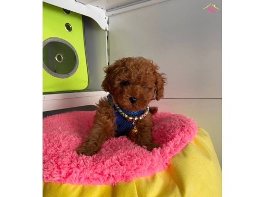 RED BROWN SAFKAN TOY POODLE BEBEKLER