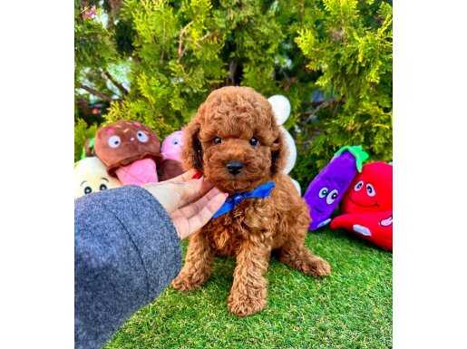 SAFKAN RED BROWN TOY POODLE BEBEKLER